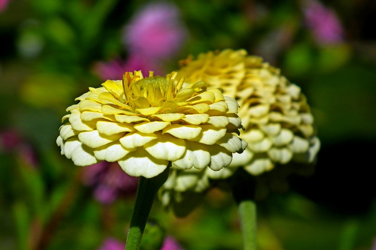 tin  flowers  summer free photo