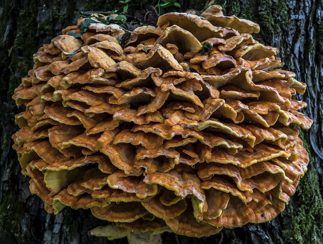 tinder tinder fungus mushroom free photo