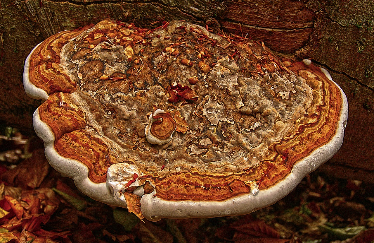 tinder  tree fungus  mushroom free photo