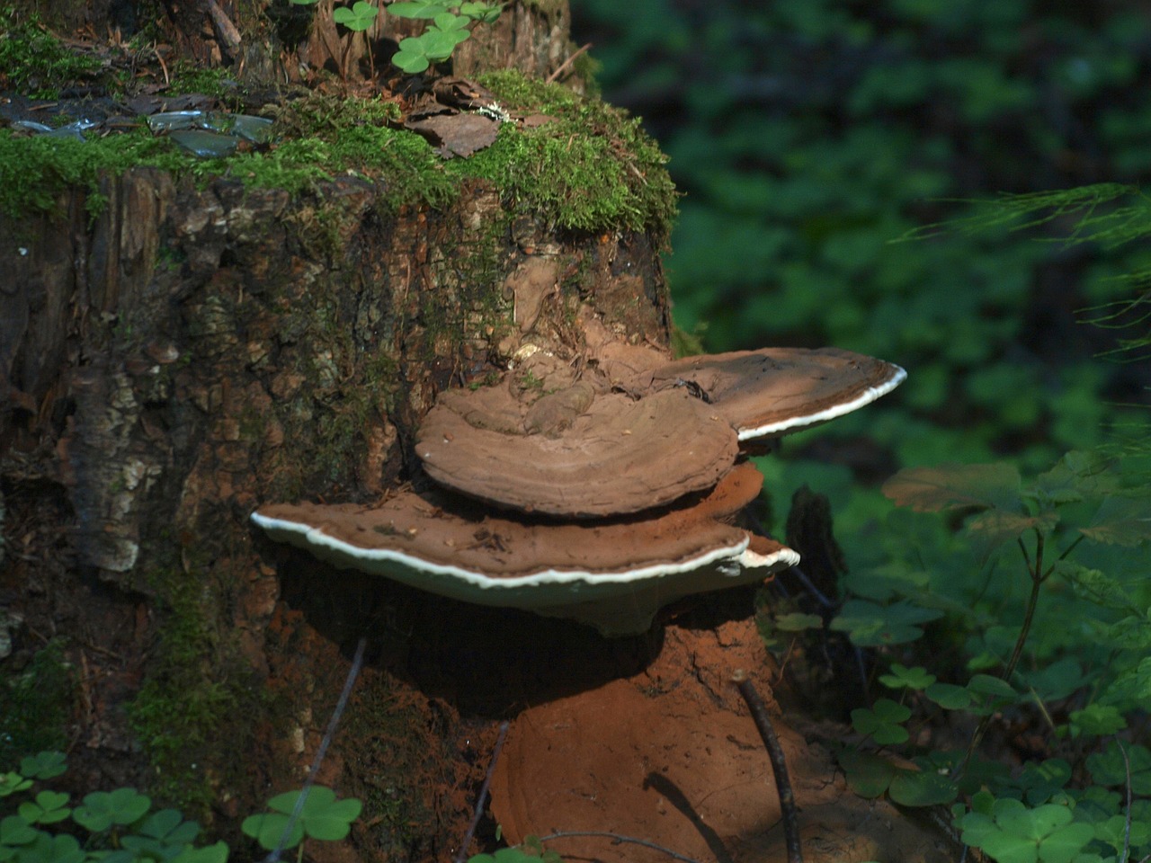 tinder fungus stump forest free photo