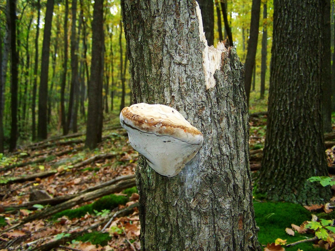 tinder fungus forest nature free photo