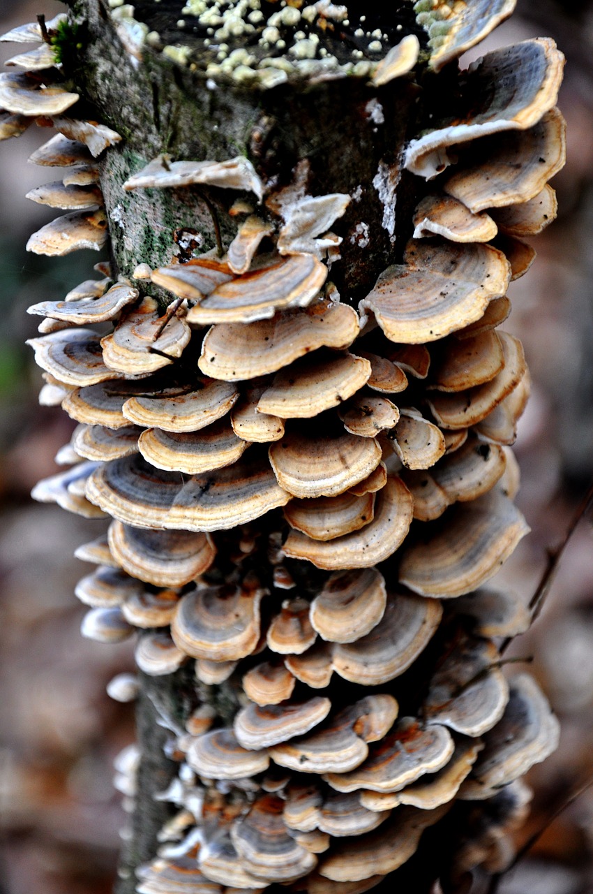 tinder fungus forest nature free photo