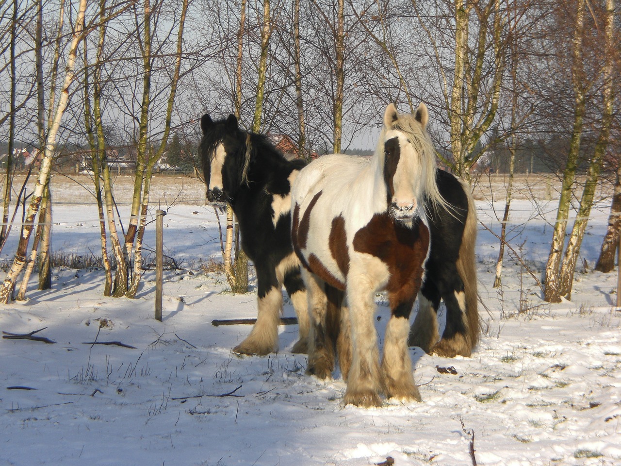 tinker horses snow free photo