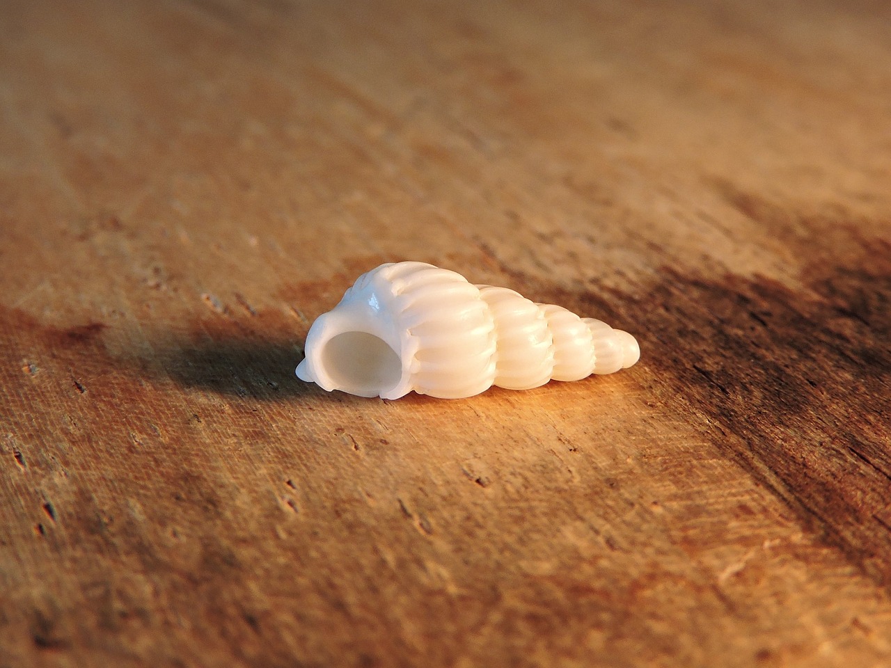 tiny sea shell free photo