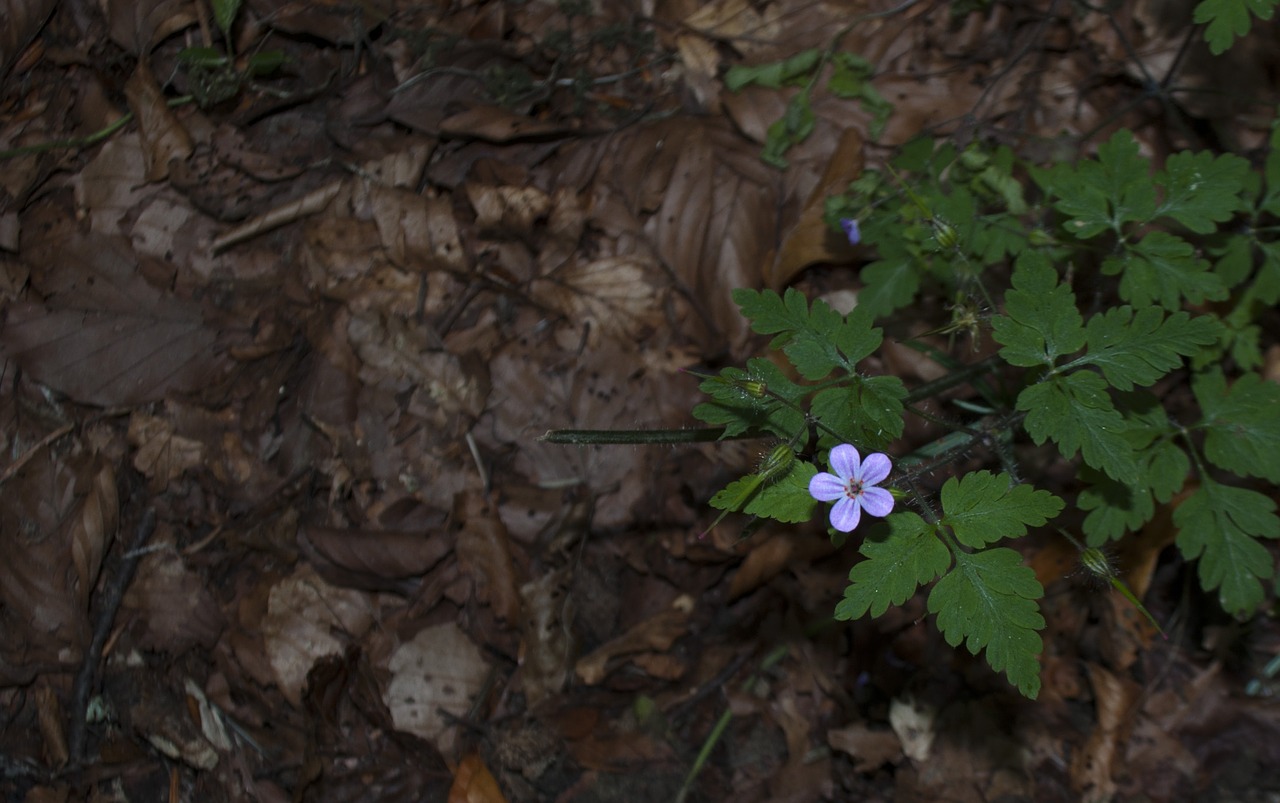 forest flower nature free photo