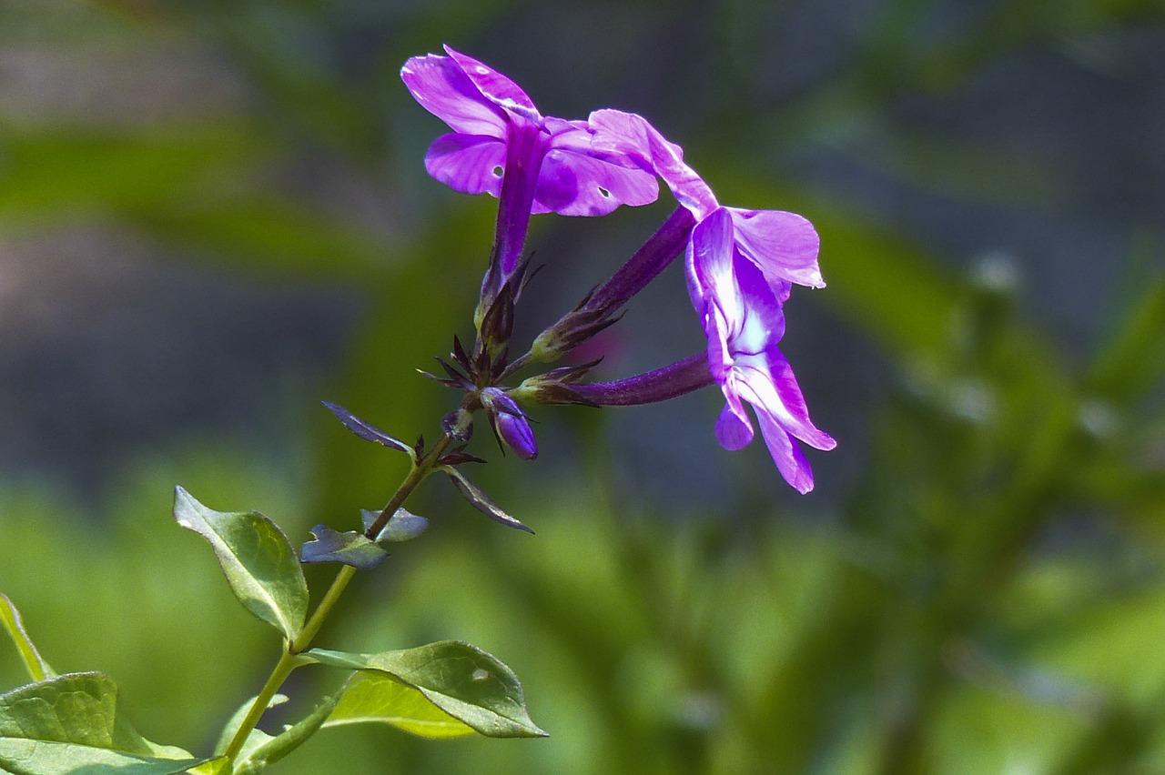 Tiny flower. Растение с фиолетовыми цветами Луговое. Tiny Purple. Garden Flower in close up.