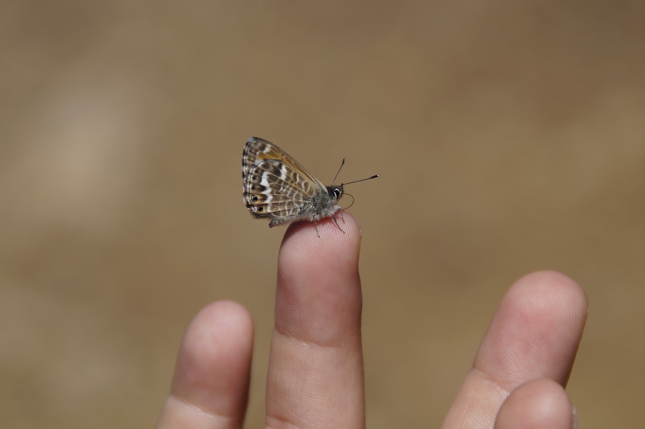 tiny butterfly trustful free photo