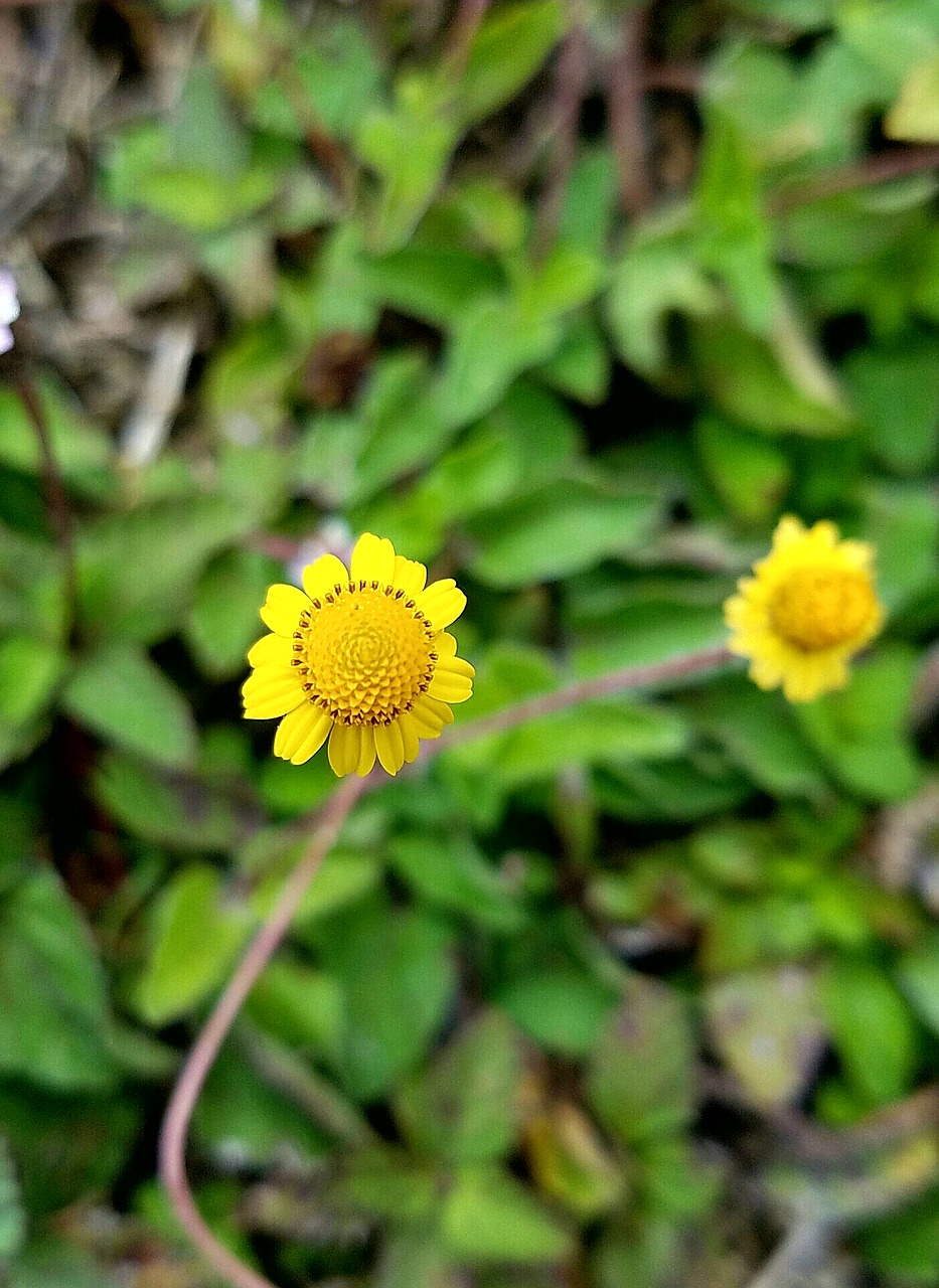 tiny  yellow  flower free photo