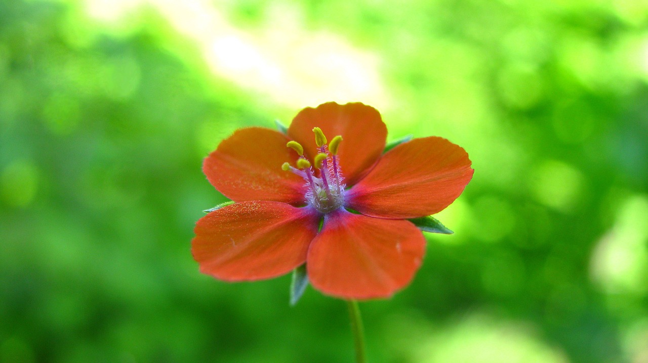 tiny  orange  flower free photo