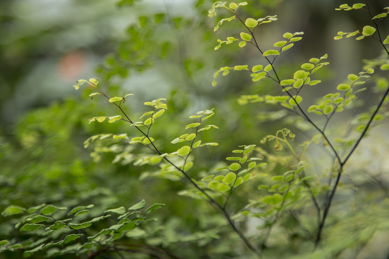 tiny leaves botanical free photo