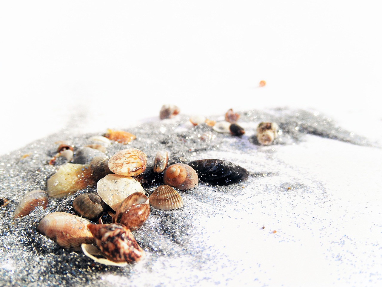 tiny shells glitter free photo