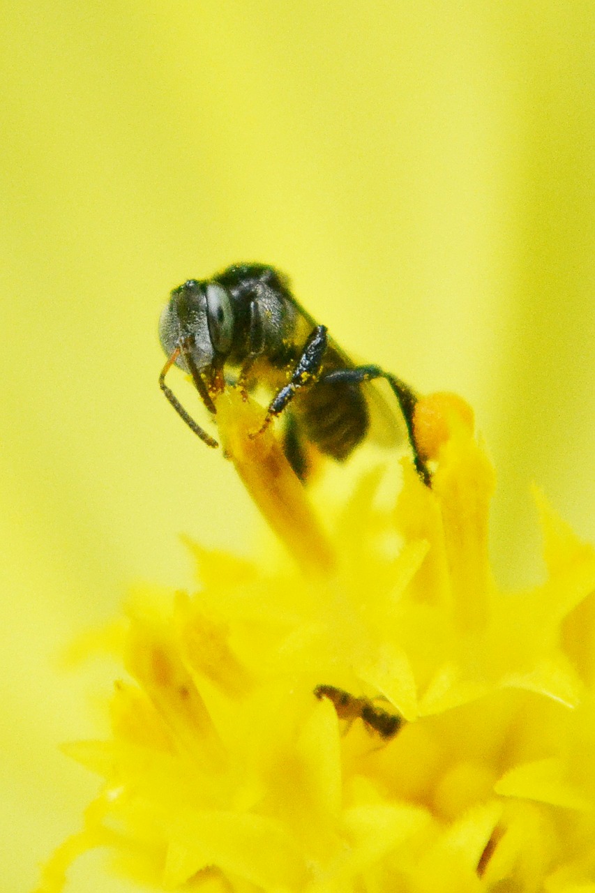 tiny bee bee flower free photo