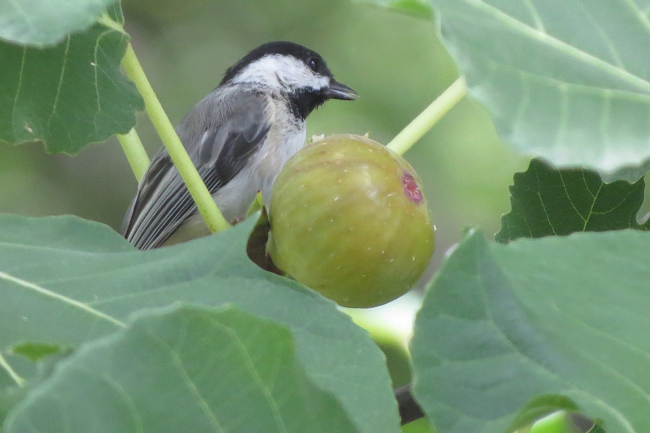 tiny bird chickadee eating fig free photo