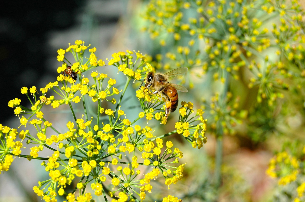 tiny flower bee ant free photo