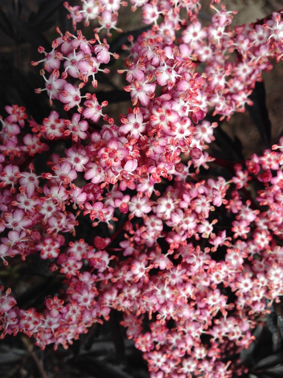 tiny flowers pink flowers elderberry free photo