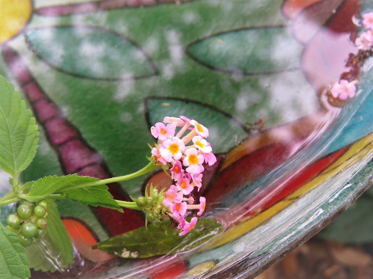 tiny flowers colorful bird bath reflections free photo