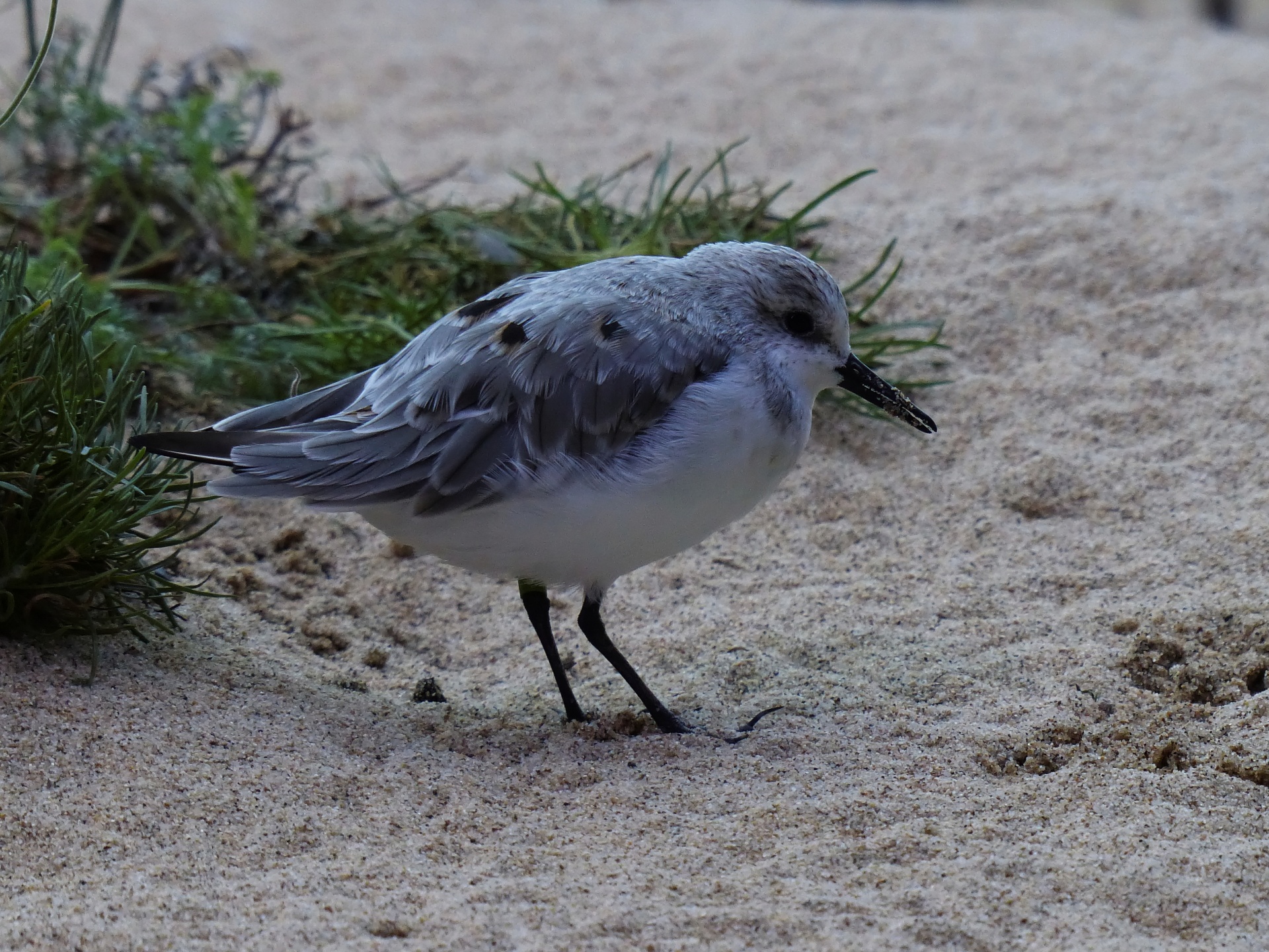 shorebird gray sand free photo