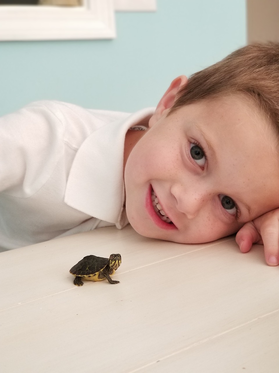 tiny turtle  boy  pets free photo