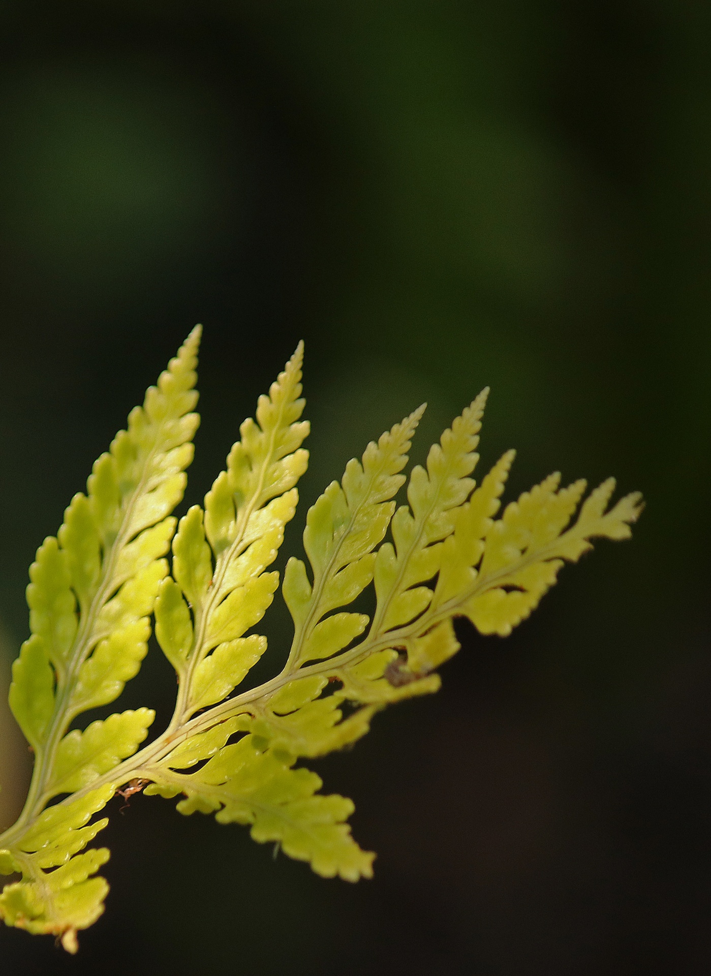 fern leaf tip free photo