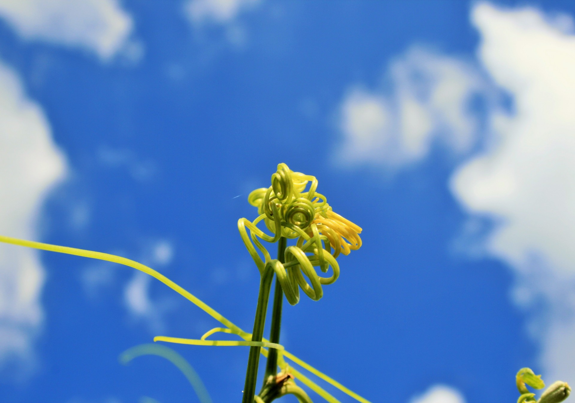 sky blue growth free photo