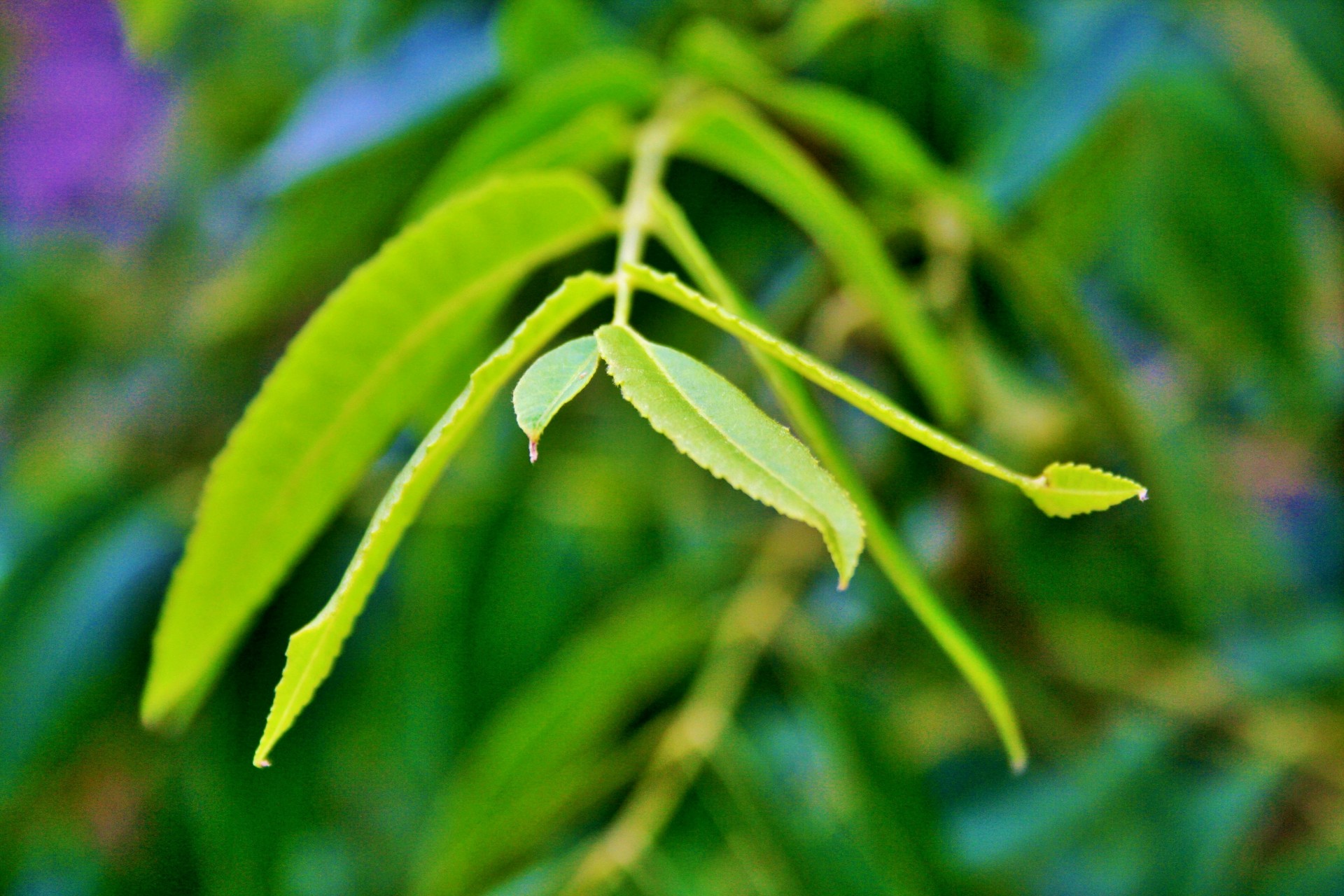 leaves green tip free photo