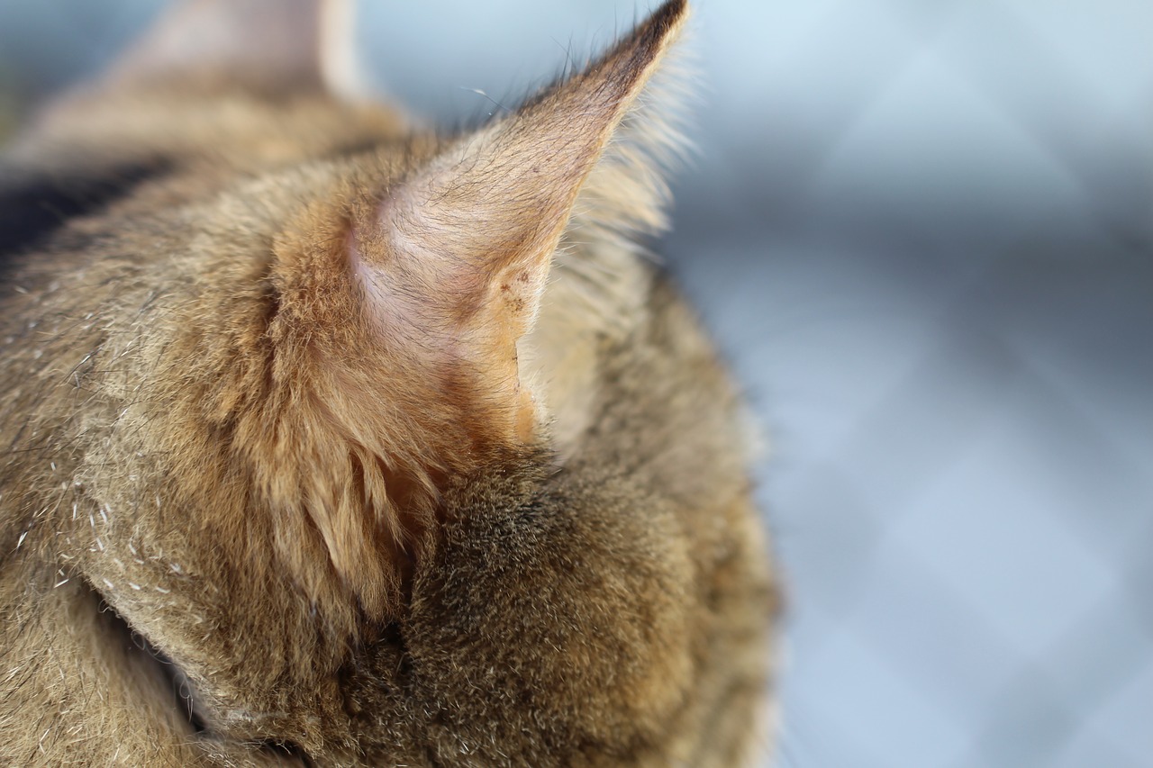 tipped ears cat look free photo