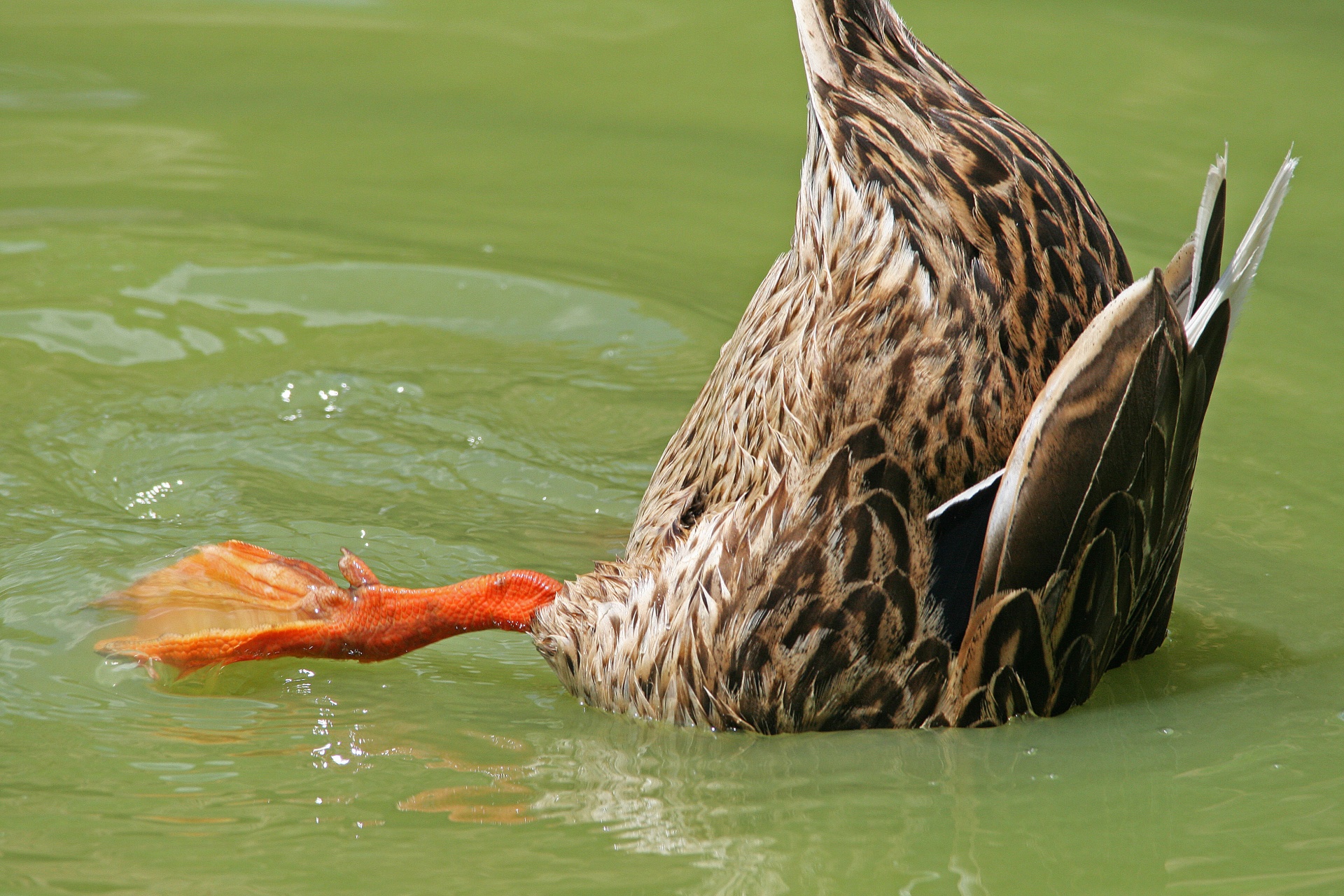 duck mallard bottoms-up free photo