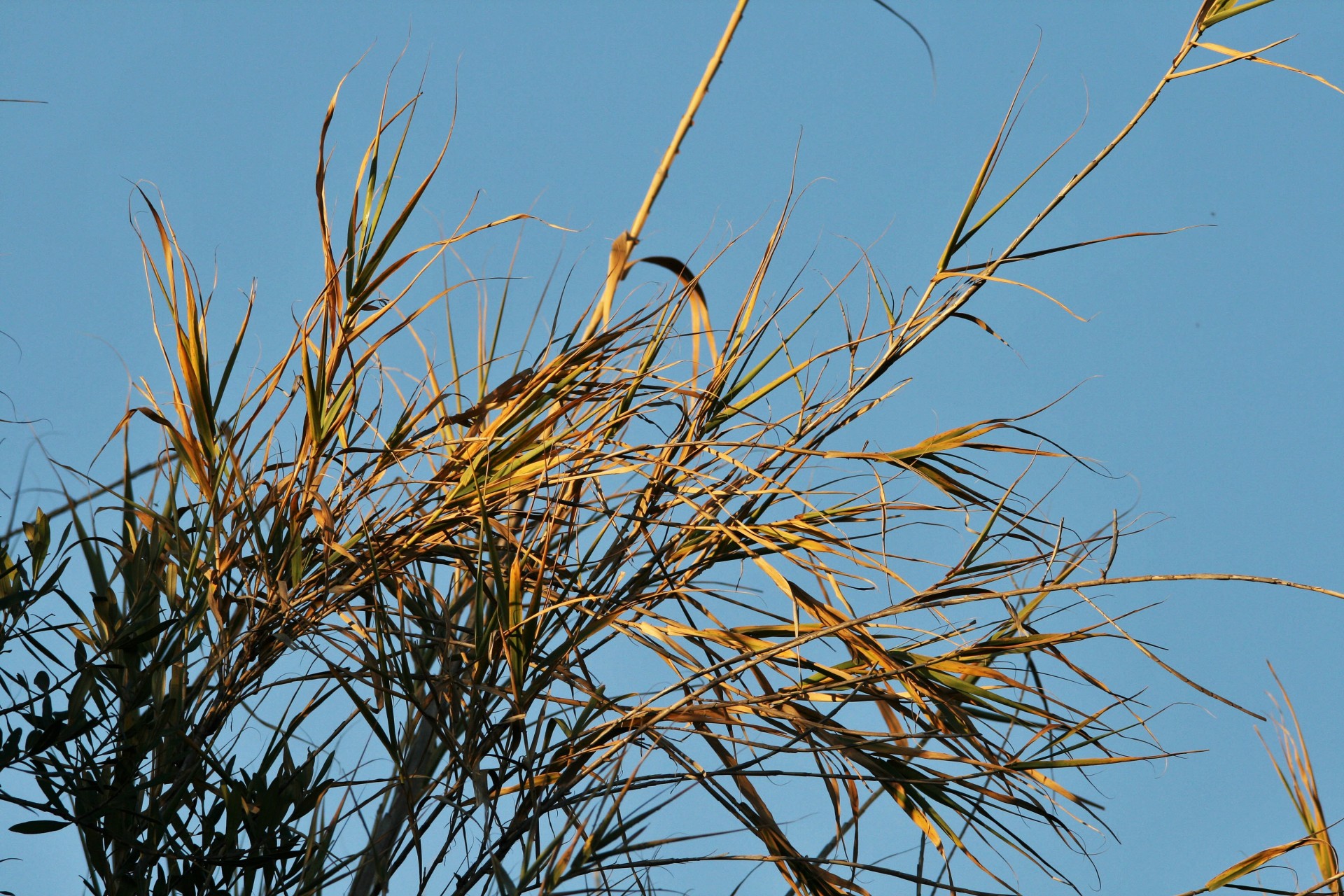 reeds tips sky free photo