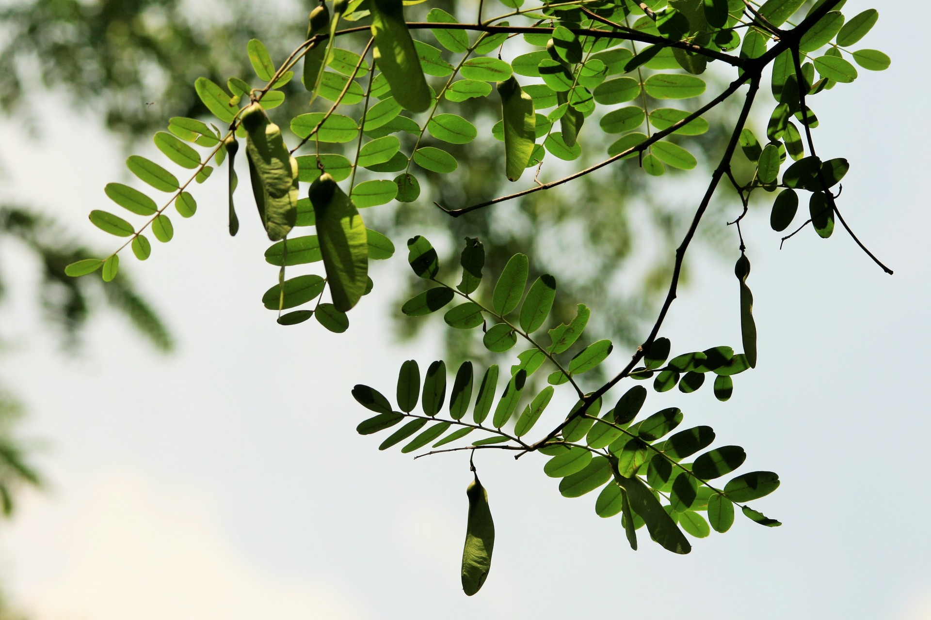 leaves green seedpods free photo
