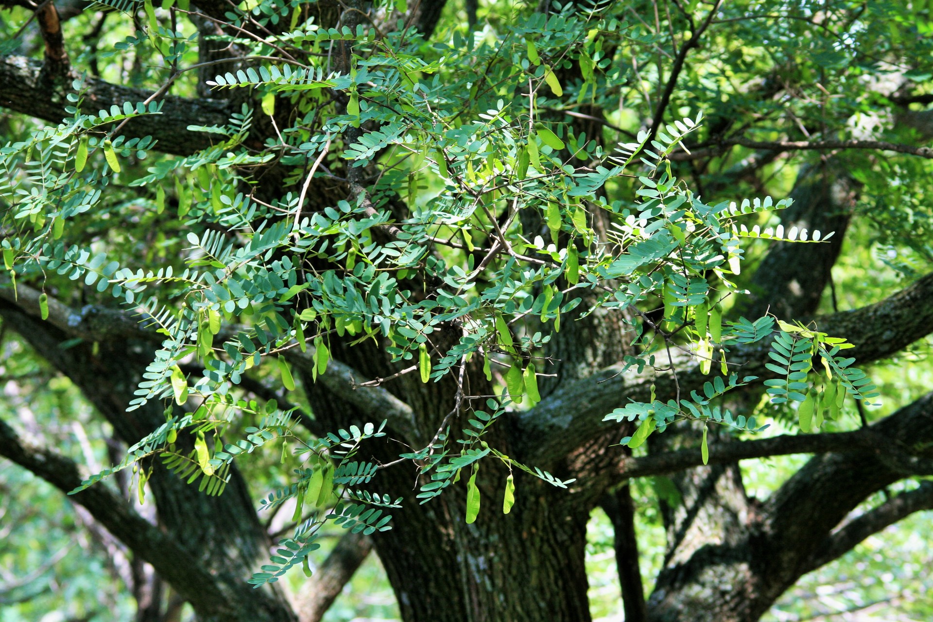 tree tipuana green free photo