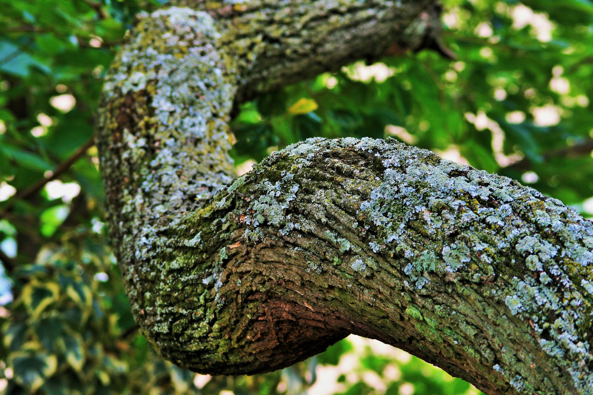 tree tipuana branch free photo