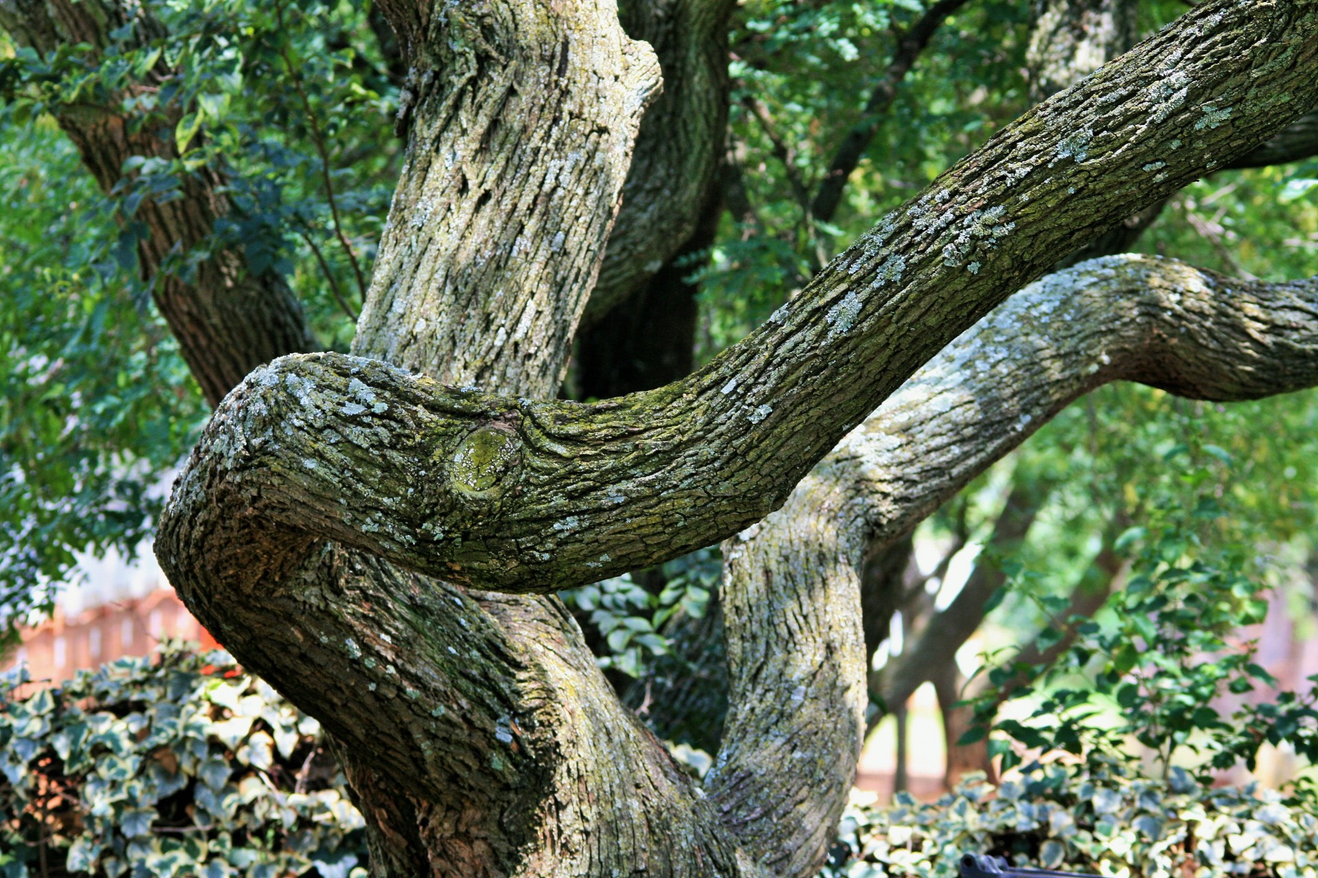 Длинные сучья деревьев постоянно вырастали. Массарандуба дерево. Дерево Утун. Ствол дерева. Красивый ствол дерева.