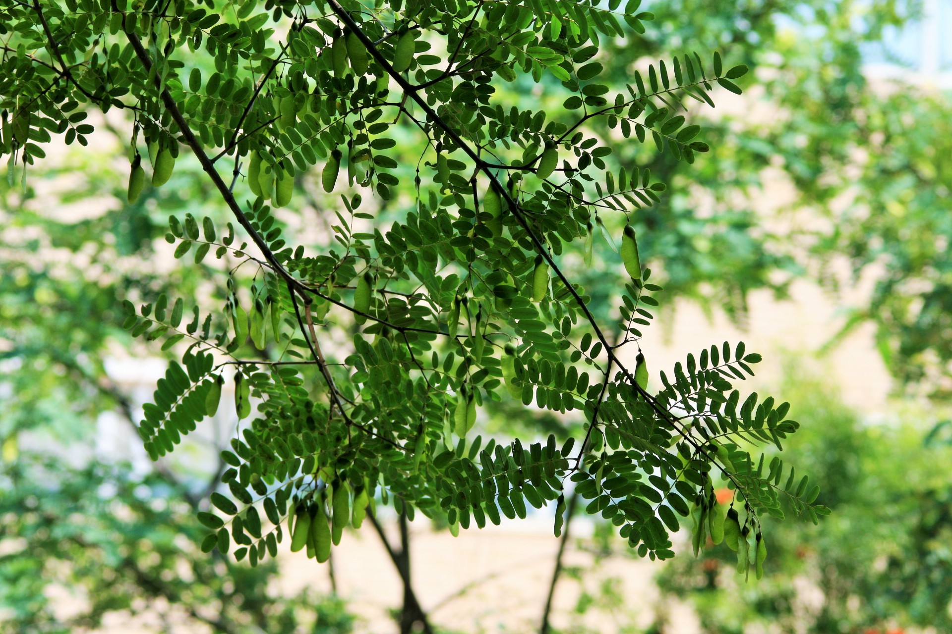 tree tipuana green free photo