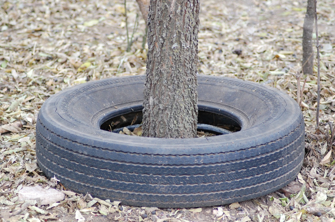 tire tree old free photo