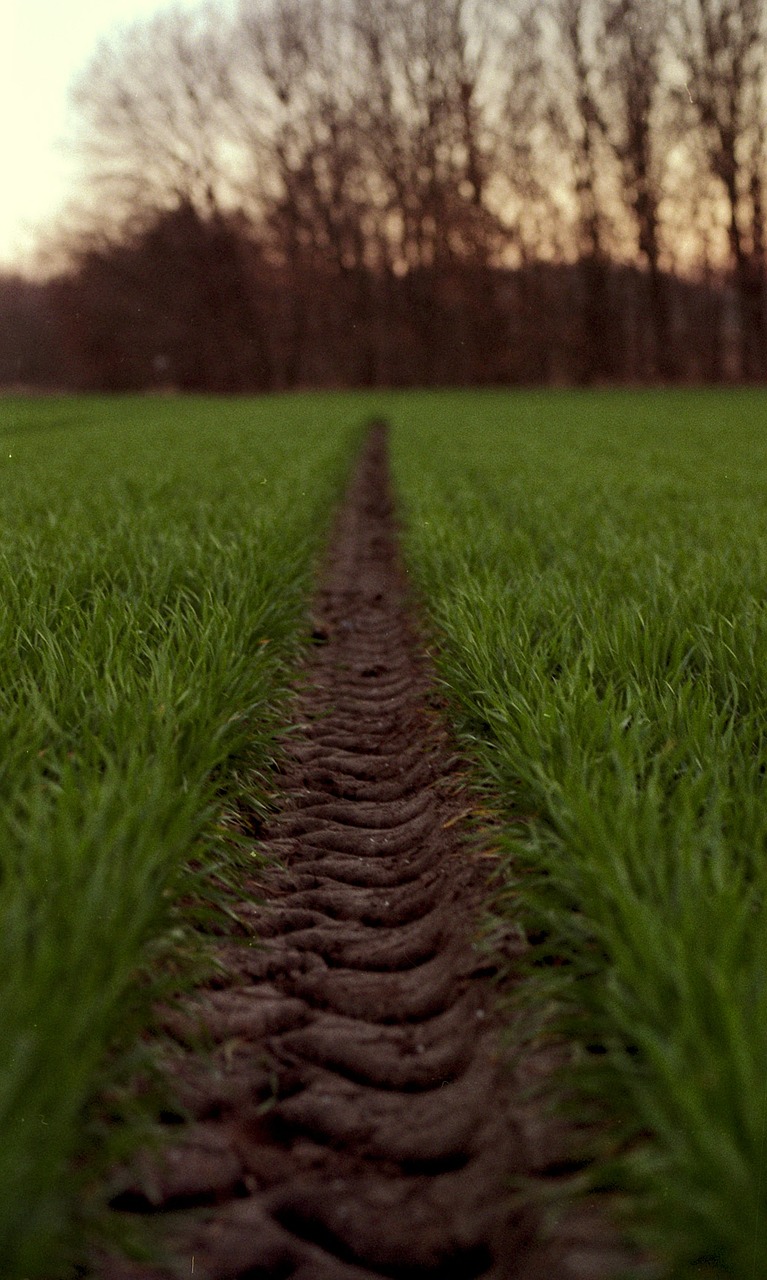 tire path green wheat free photo