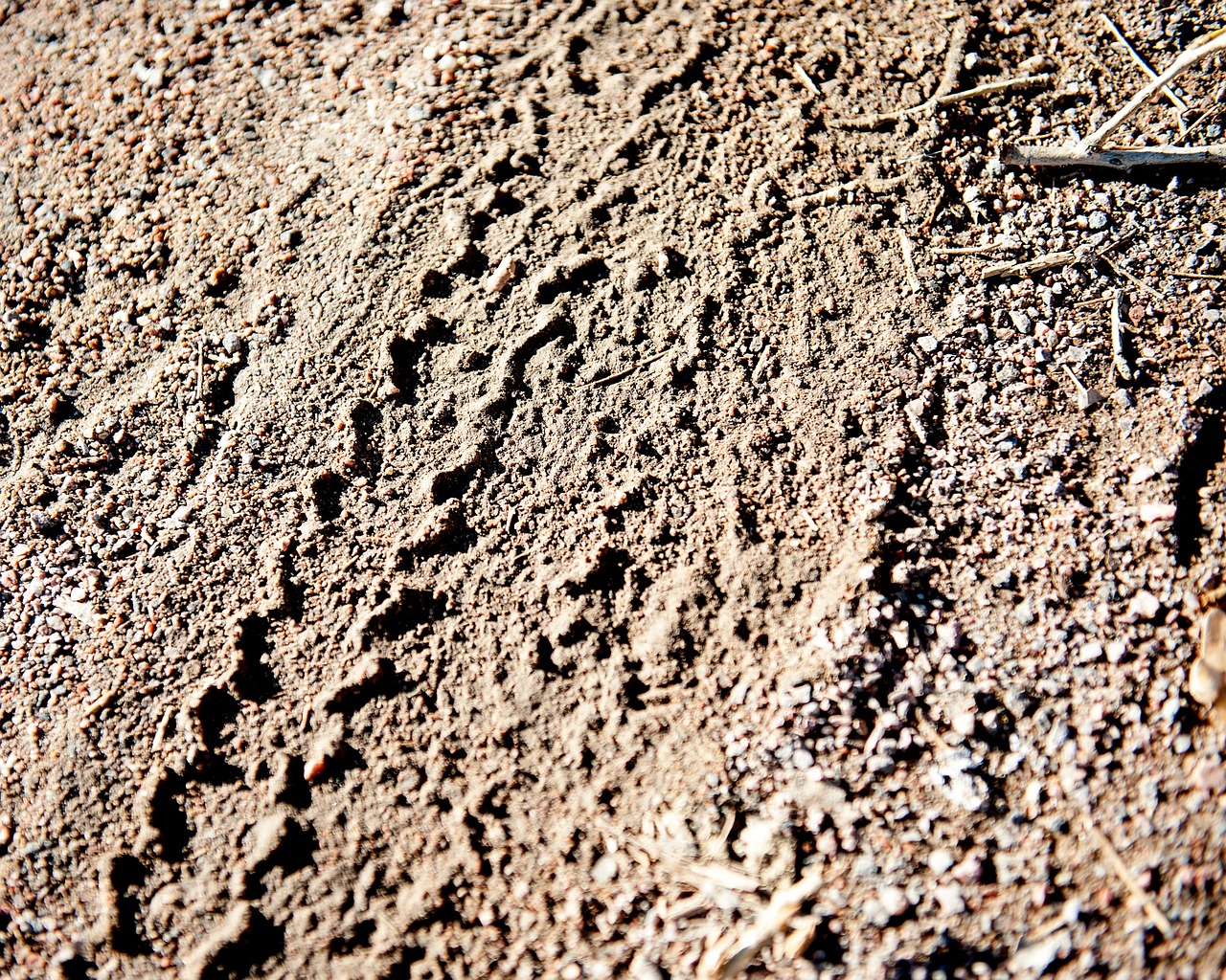 tire tracks tracks dirt free photo