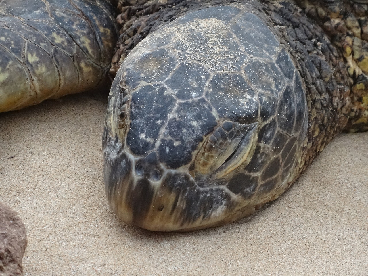 tired sea turtle animal free photo