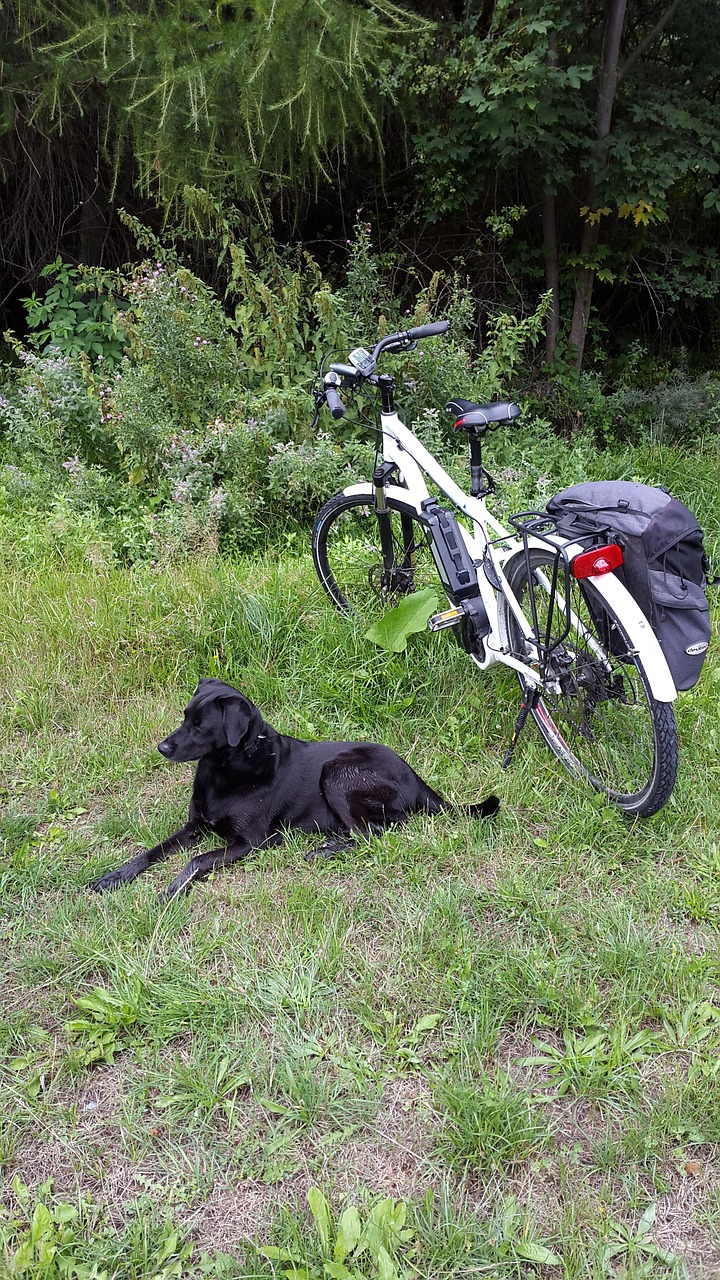 tired electric bicycle dog free photo