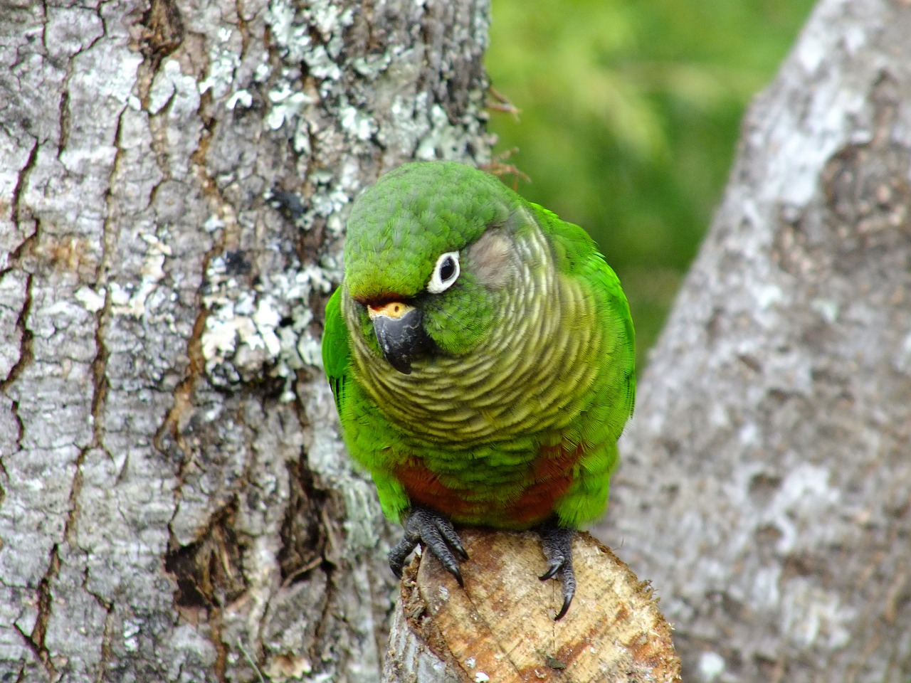 tiriba bird nature free photo