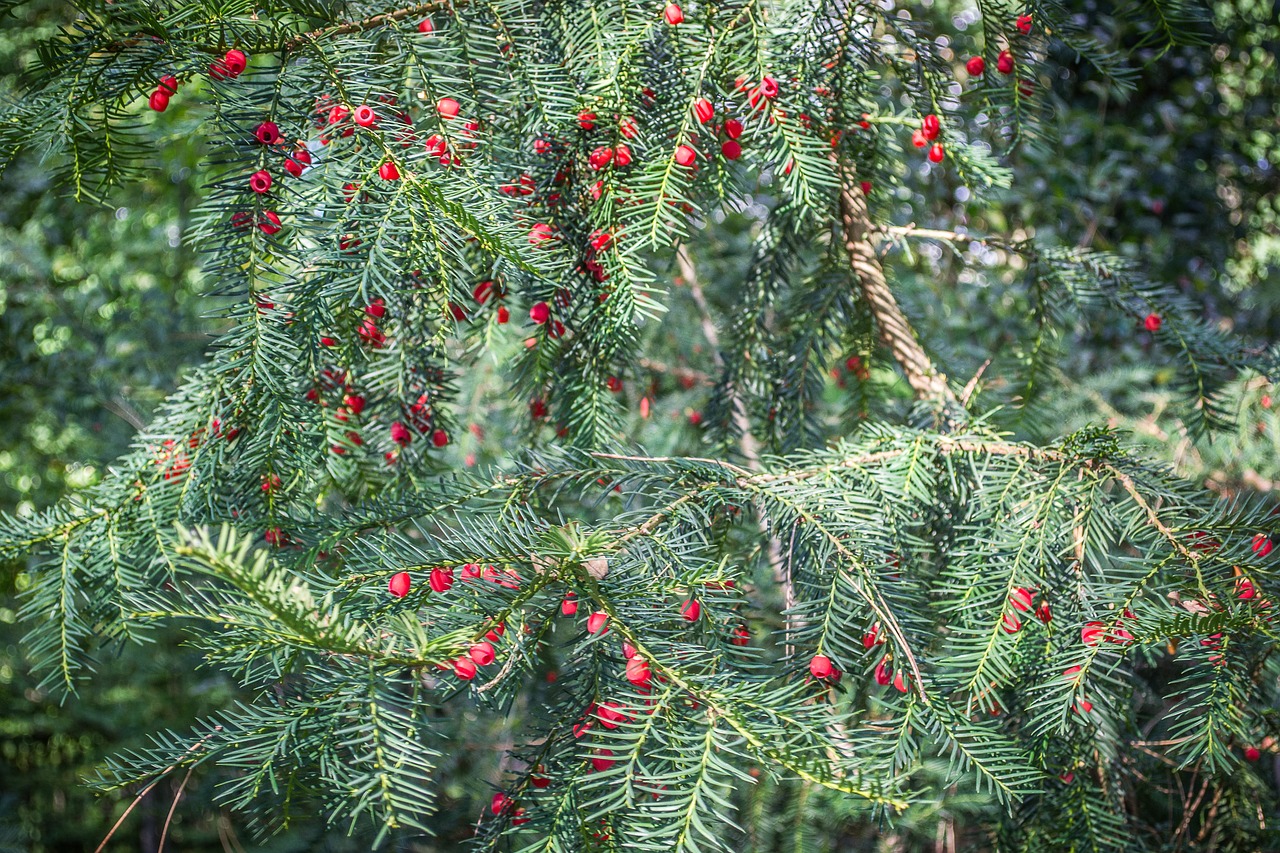tis  red  conifer free photo
