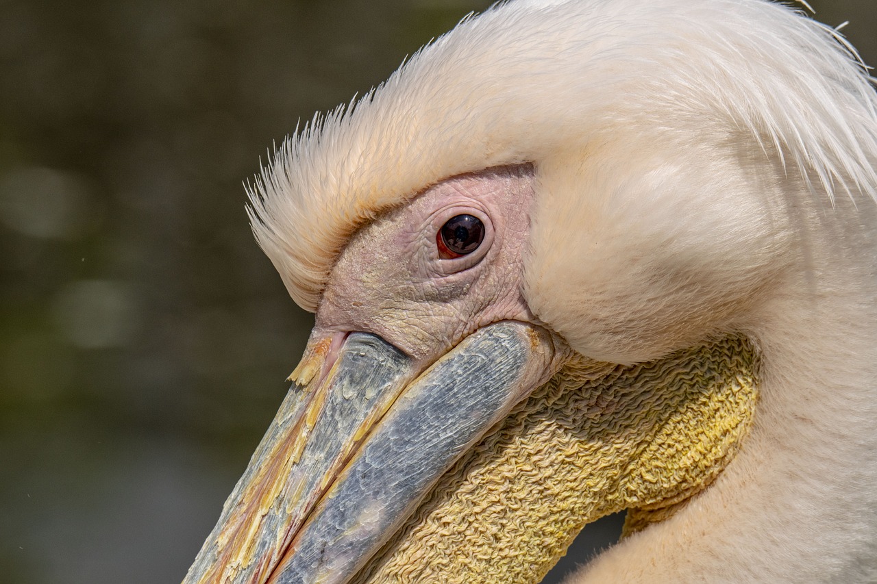 tisza-lake ököcentrum  poroszlo  pelican free photo