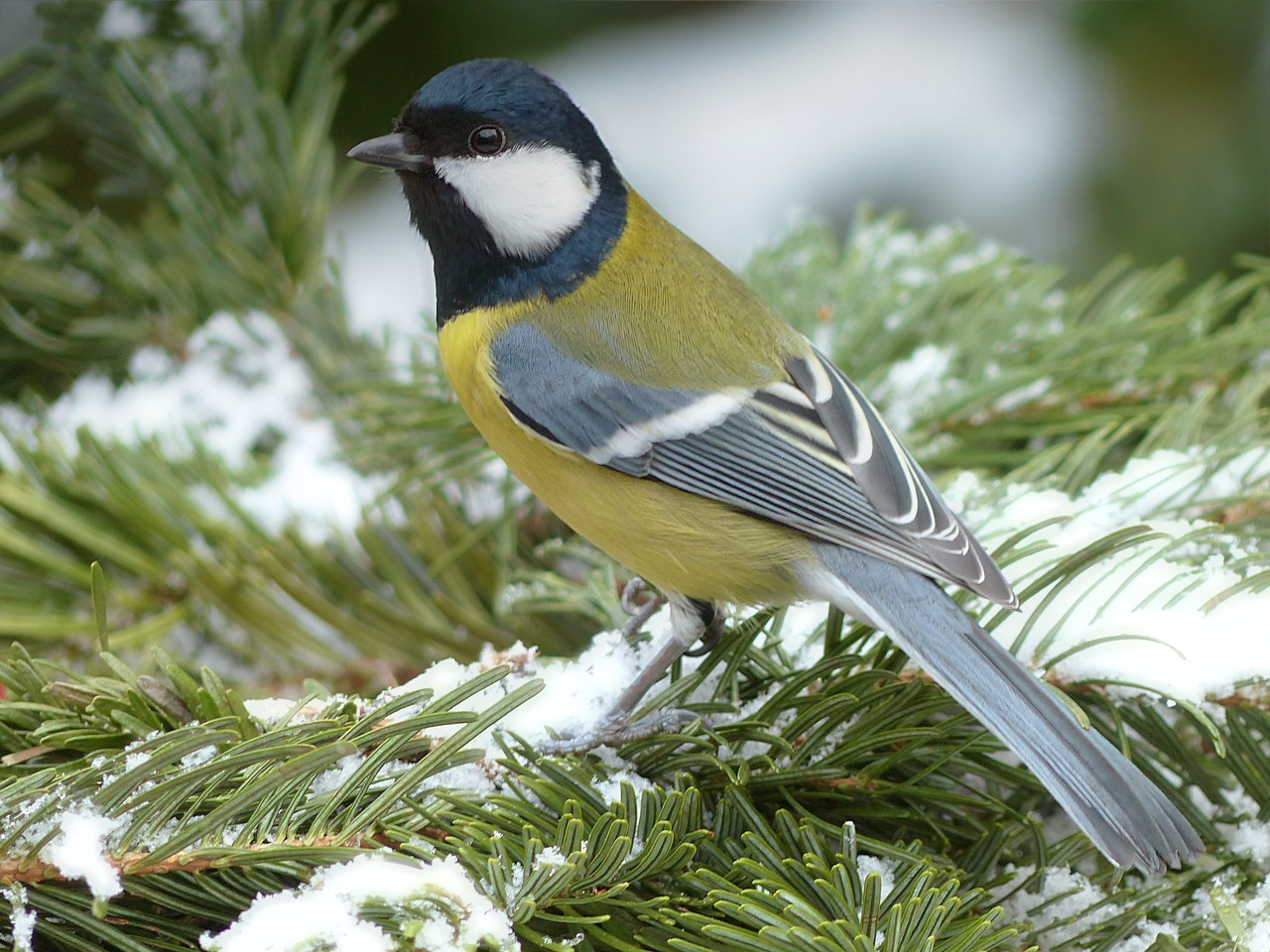 tit parus major bird free photo