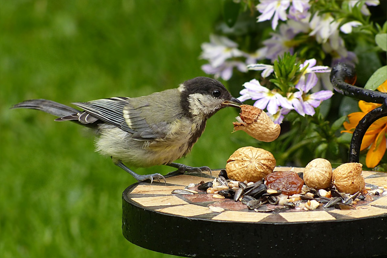 tit parus major bird free photo