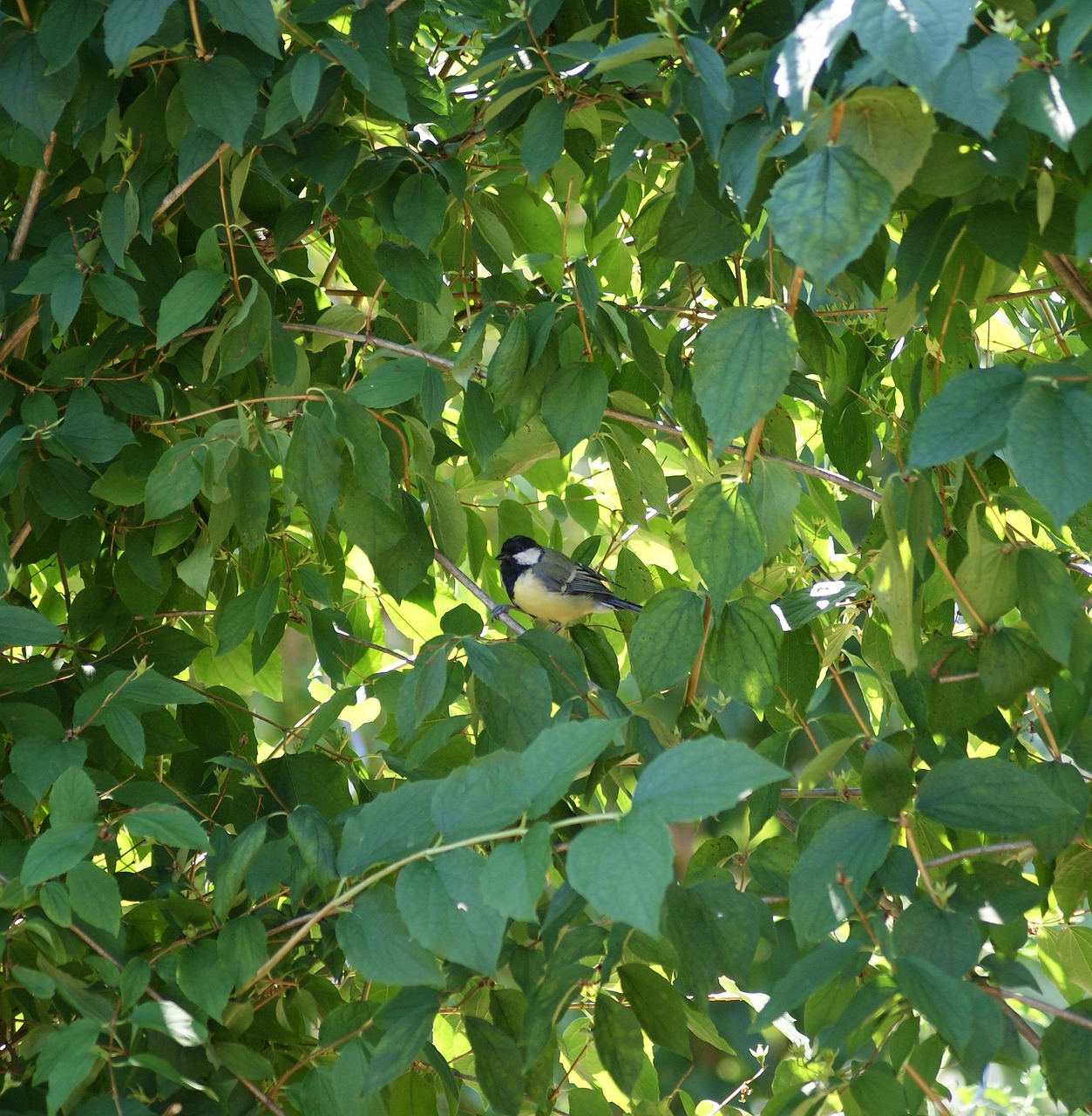 tit bird small bird free photo