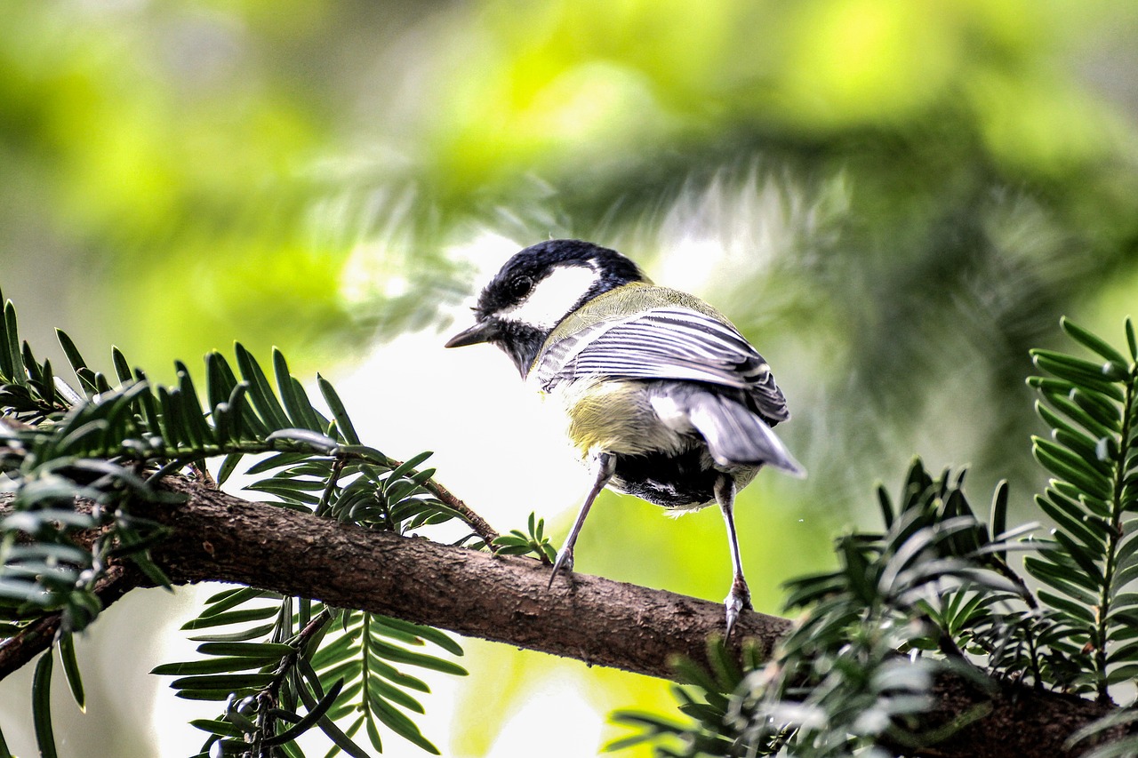 tit bird feather free photo