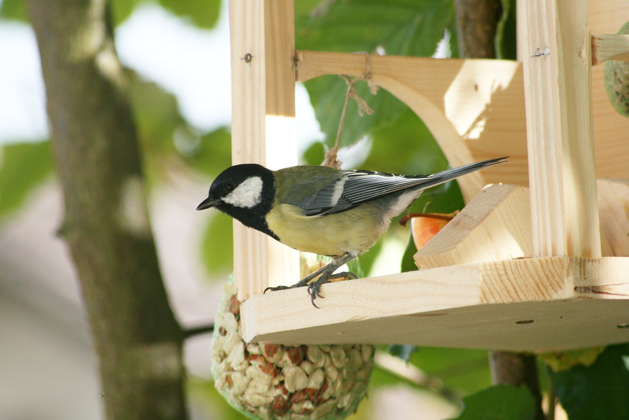 tit parus major songbird free photo