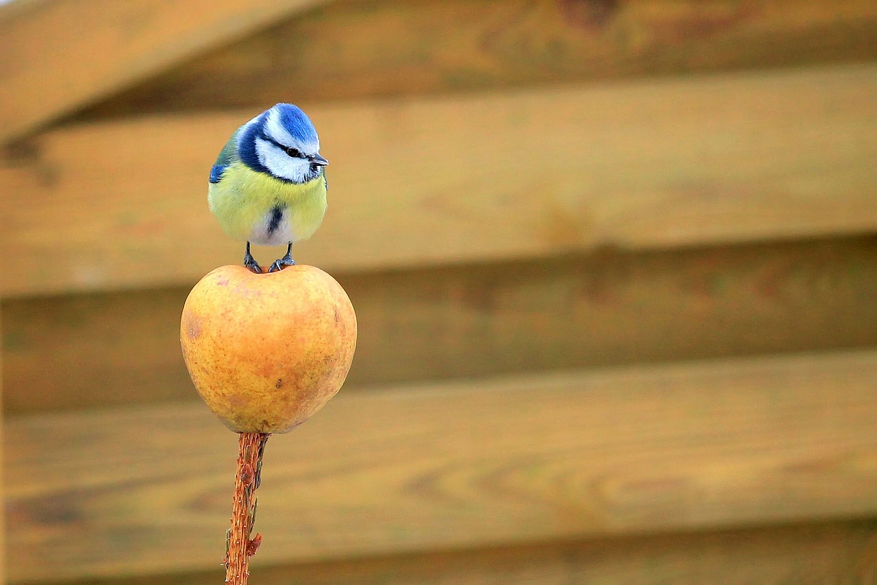 tit blue tit bird free photo