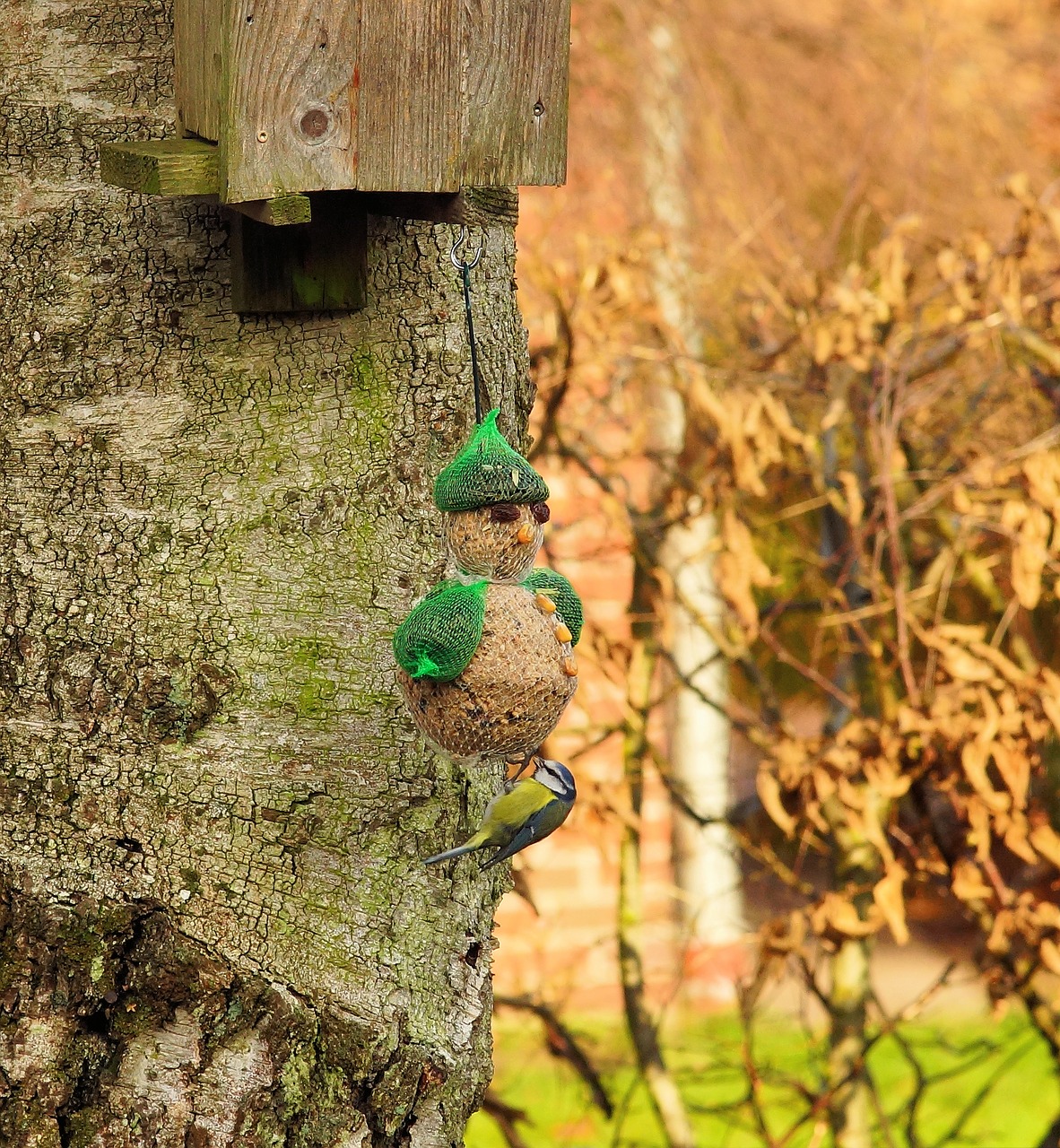 tit garden foraging free photo