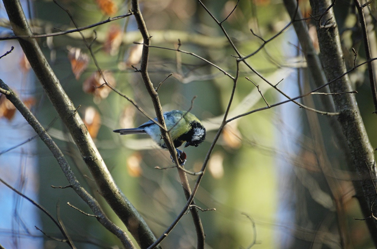 tit paridae songbird free photo