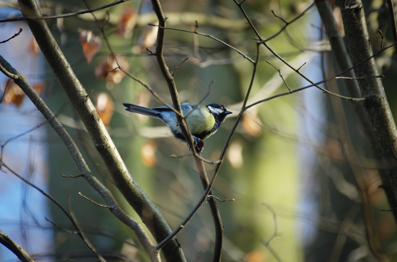 tit paridae songbird free photo